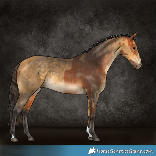 Horse Color:Bay and Buckskin