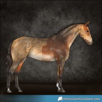 Horse Color:Bay  and Buckskin 