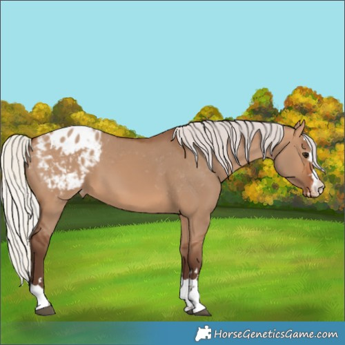 Horse Color:Silver Brown Dun Appaloosa