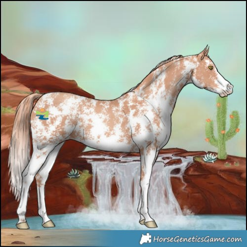 Horse Color:Gold Champagne Sabino 