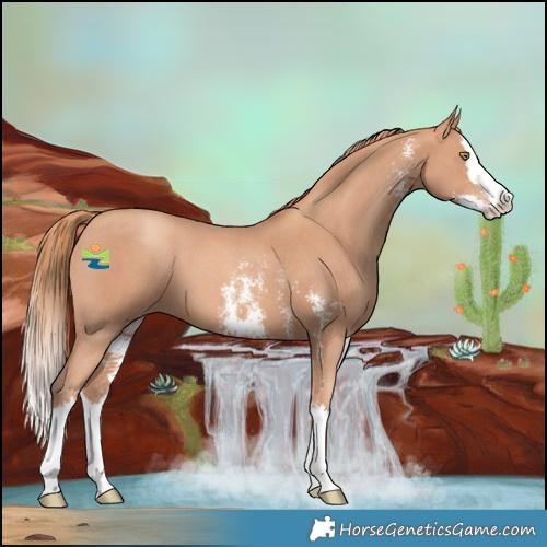 Horse Color:Gold Champagne Sabino Splash