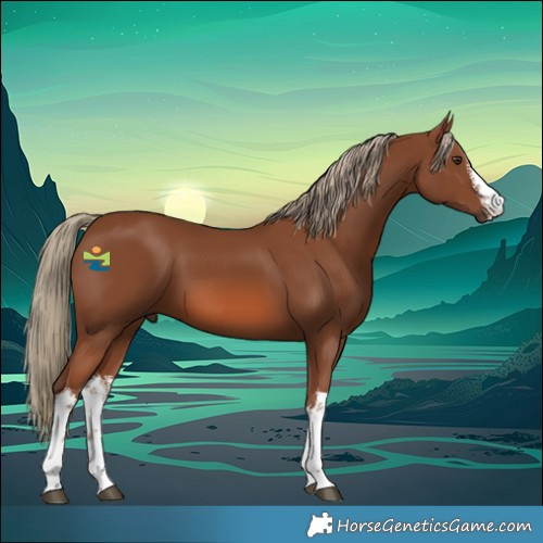 Horse Color:White Spotted Chestnut 