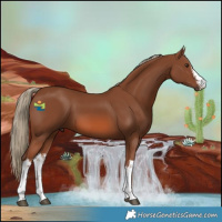 Horse Color:White Spotted Chestnut 