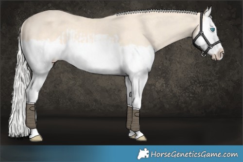 Horse Color:Cremello Splash  and Cremello Splash 