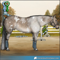 Horse Color:White Spotted Brown Dun 