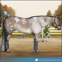 Horse Color:White Spotted Brown Dun 