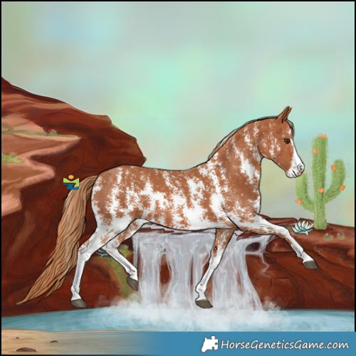 Horse Color:Chestnut Sabino
