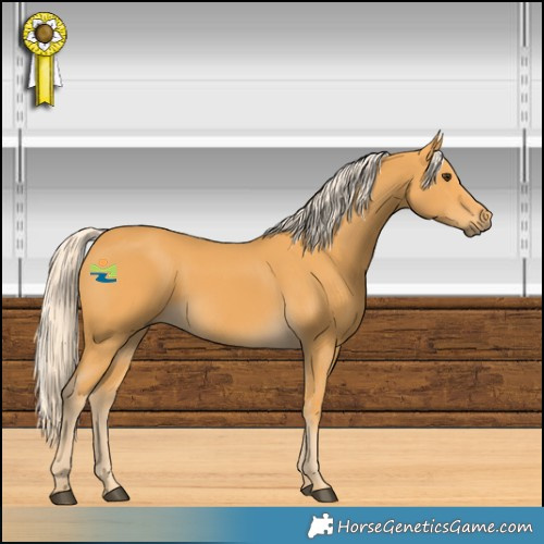 Horse Color:White Spotted Palomino 