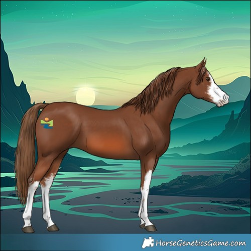 Horse Color:White Spotted Chestnut 