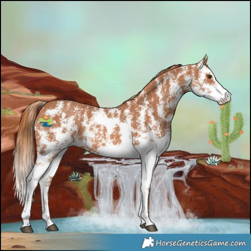 Horse Color:Chestnut Sabino 