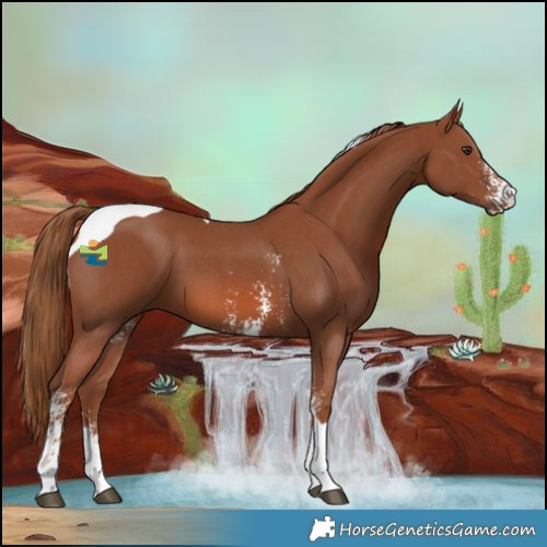 Horse Color:Chestnut Sabino Tobiano 