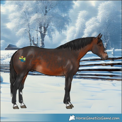 Horse Color:Brown 