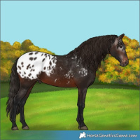 Horse Color:Gray Bay Blanket 