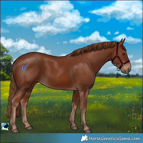 Horse Color:Chestnut 