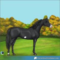 Horse Color:Black Frame 