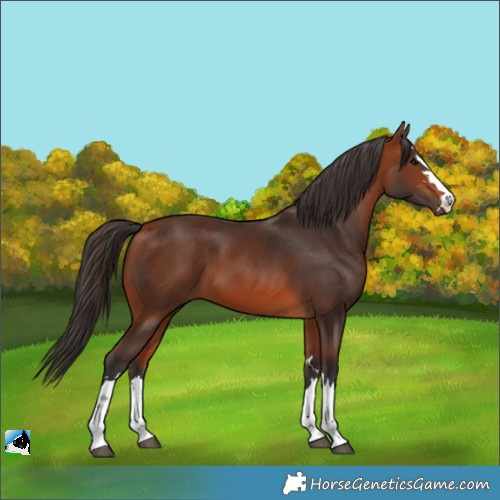Horse Color:Unknown 