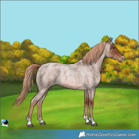 Horse Color:Unknown 