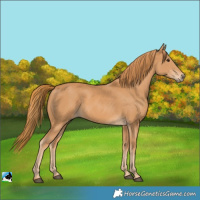 Horse Color:Unknown 