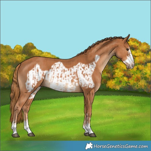 Horse Color:Chestnut  and Chestnut Frame 