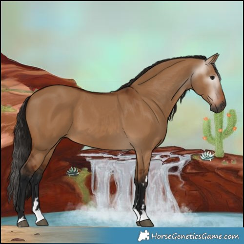Horse Color:Gray Bay Dun 