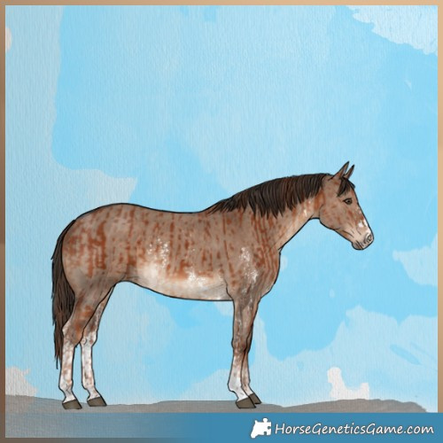 Horse Color:Chestnut and Liver Red Dun Sabino