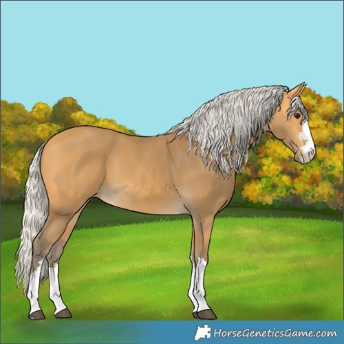 Horse Color:Silver Buckskin 