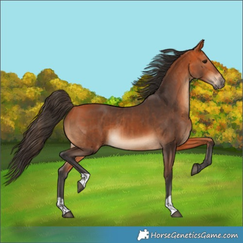 Horse Color:Bay  and Bay 