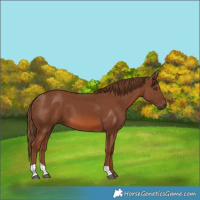 Horse Color:Chestnut 