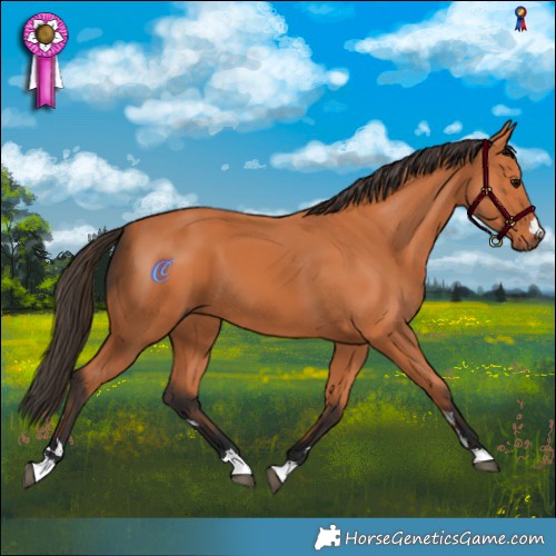 Horse Color:Bay 