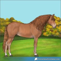 Horse Color:Chestnut 