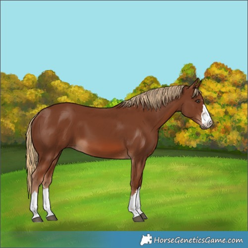 Horse Color:Chestnut 