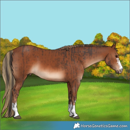 Horse Color:Bay  and Chestnut 