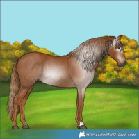 Horse Color:Gray Chestnut 