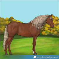 Horse Color:Chestnut 