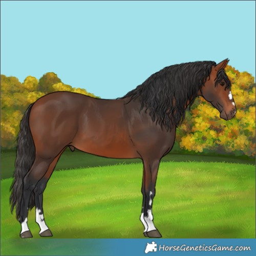 Horse Color:Bay 