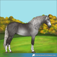 Horse Color:Gray Silver Black