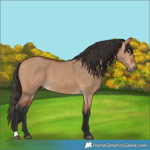 Horse Color:Bay Dun