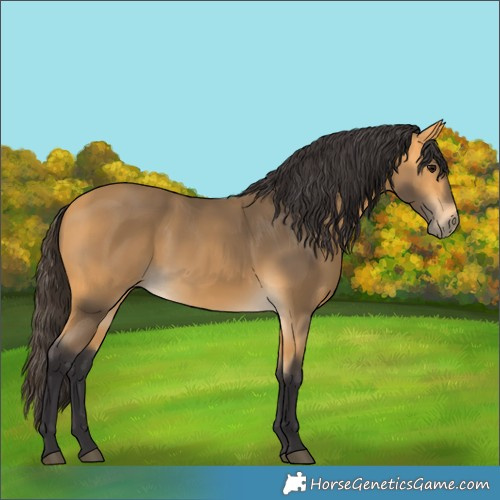 Horse Color:Buckskin