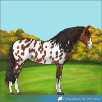 Horse Color:Bay Appaloosa