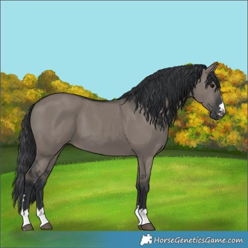 Horse Color:Grullo 