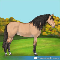 Horse Color:Bay Dun