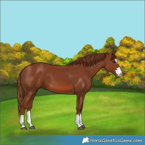 Horse Color:Chestnut 