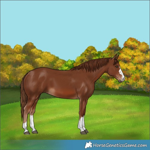 Horse Color:Chestnut 