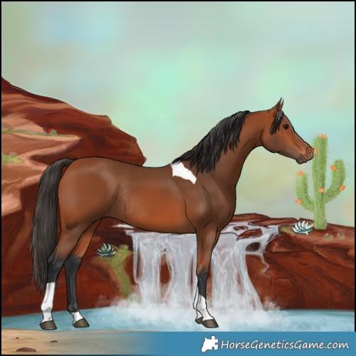 Horse Color:Bay Tobiano Rabicano