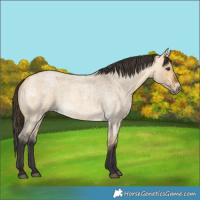 Horse Color:Buckskin Roan Dun 