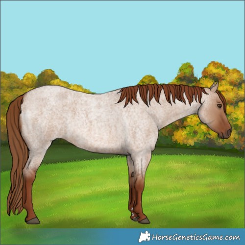 Horse Color:Red Dun Roan