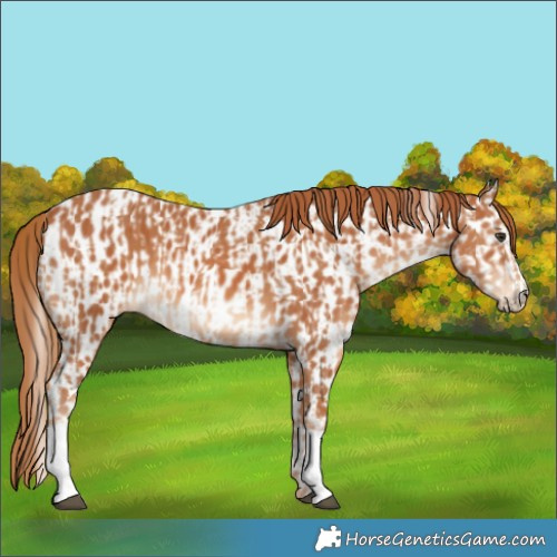 Horse Color:Chestnut  and Chestnut Appaloosa 