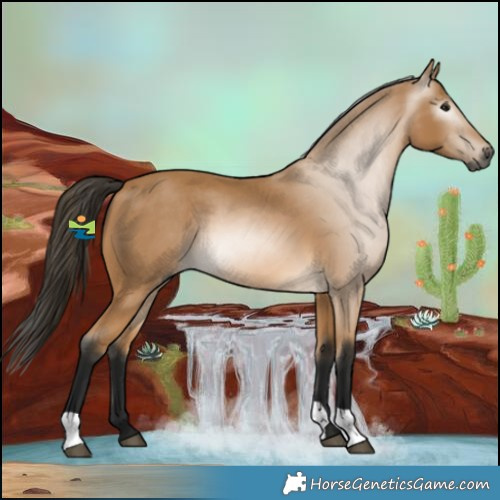 Horse Color:Gray Buckskin 