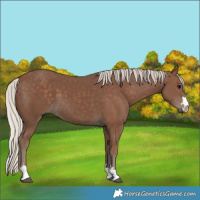 Horse Color:Silver Black