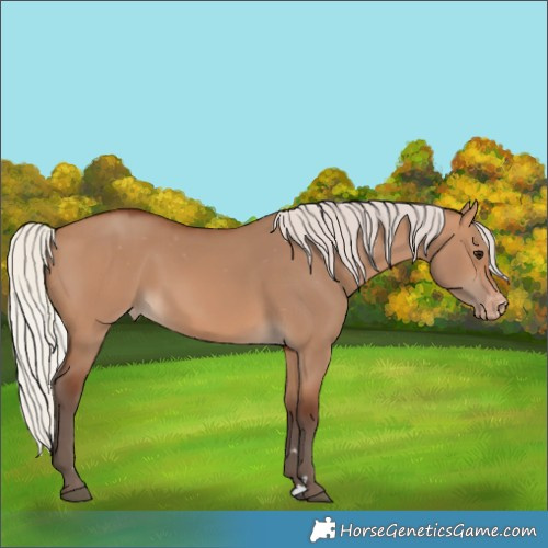 Horse Color:Silver Brown Dun Varnish